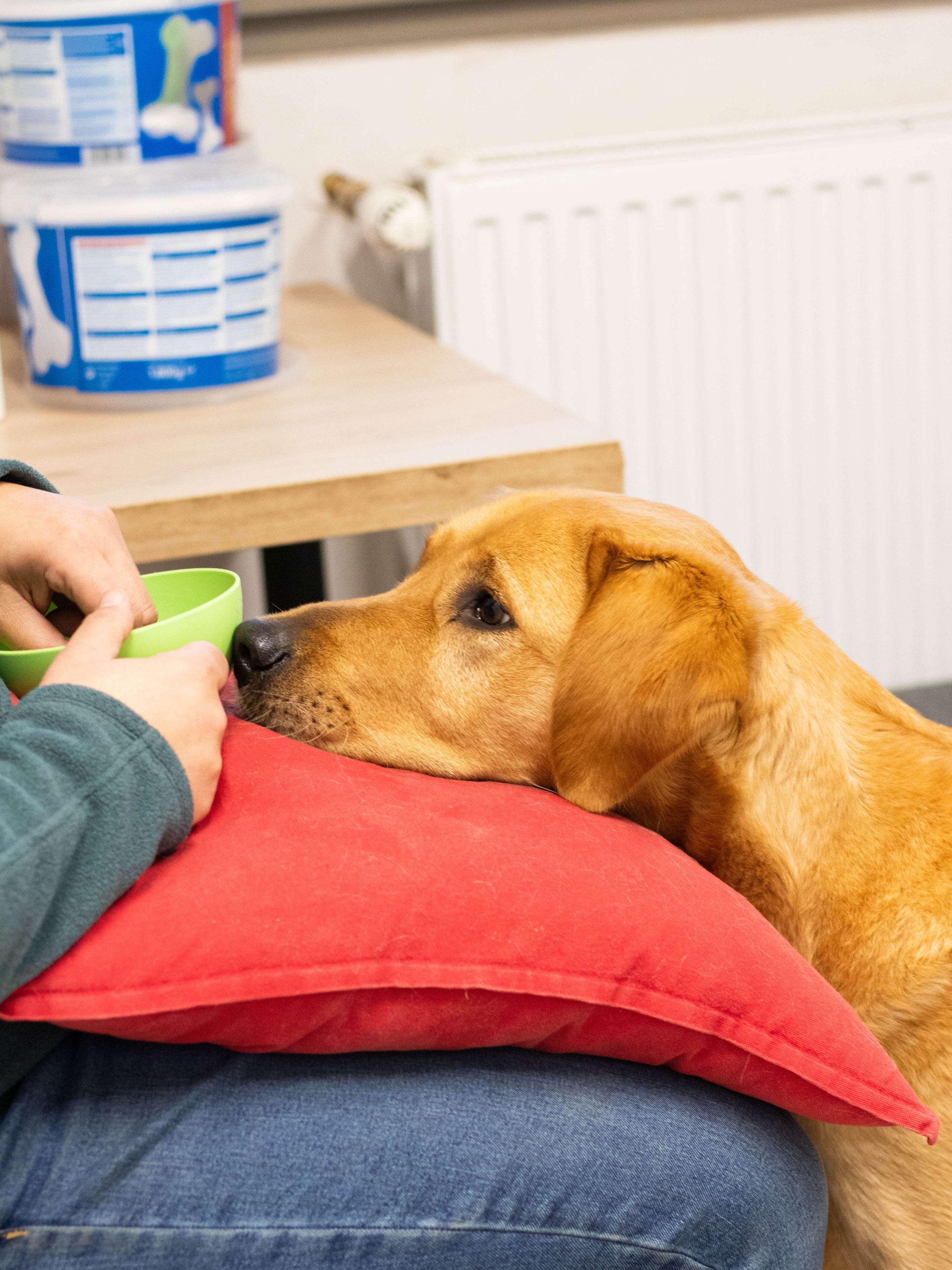 Chien guides client Maison Charlotte chien 3