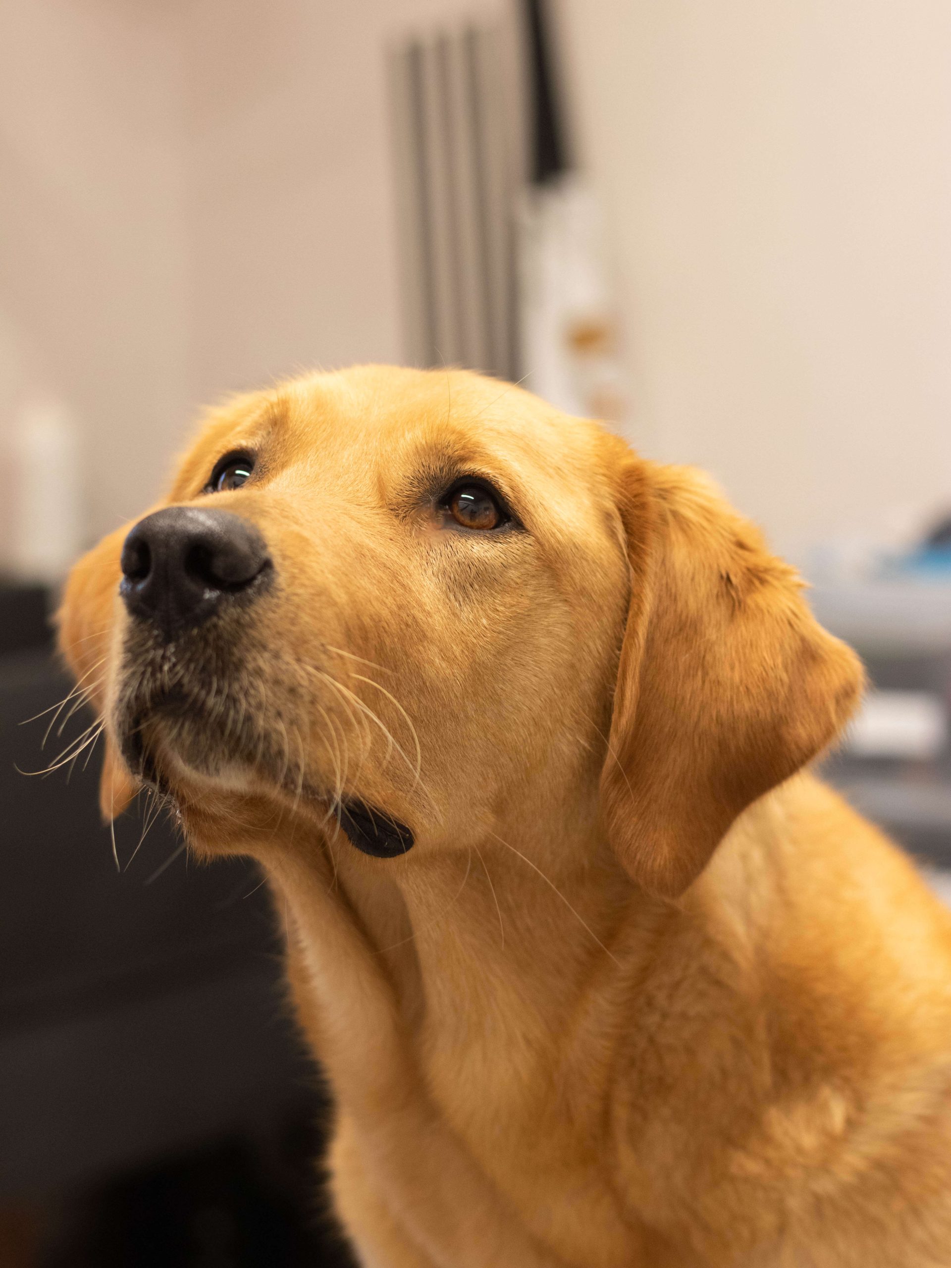 Chien guides client Maison Charlotte chien 4