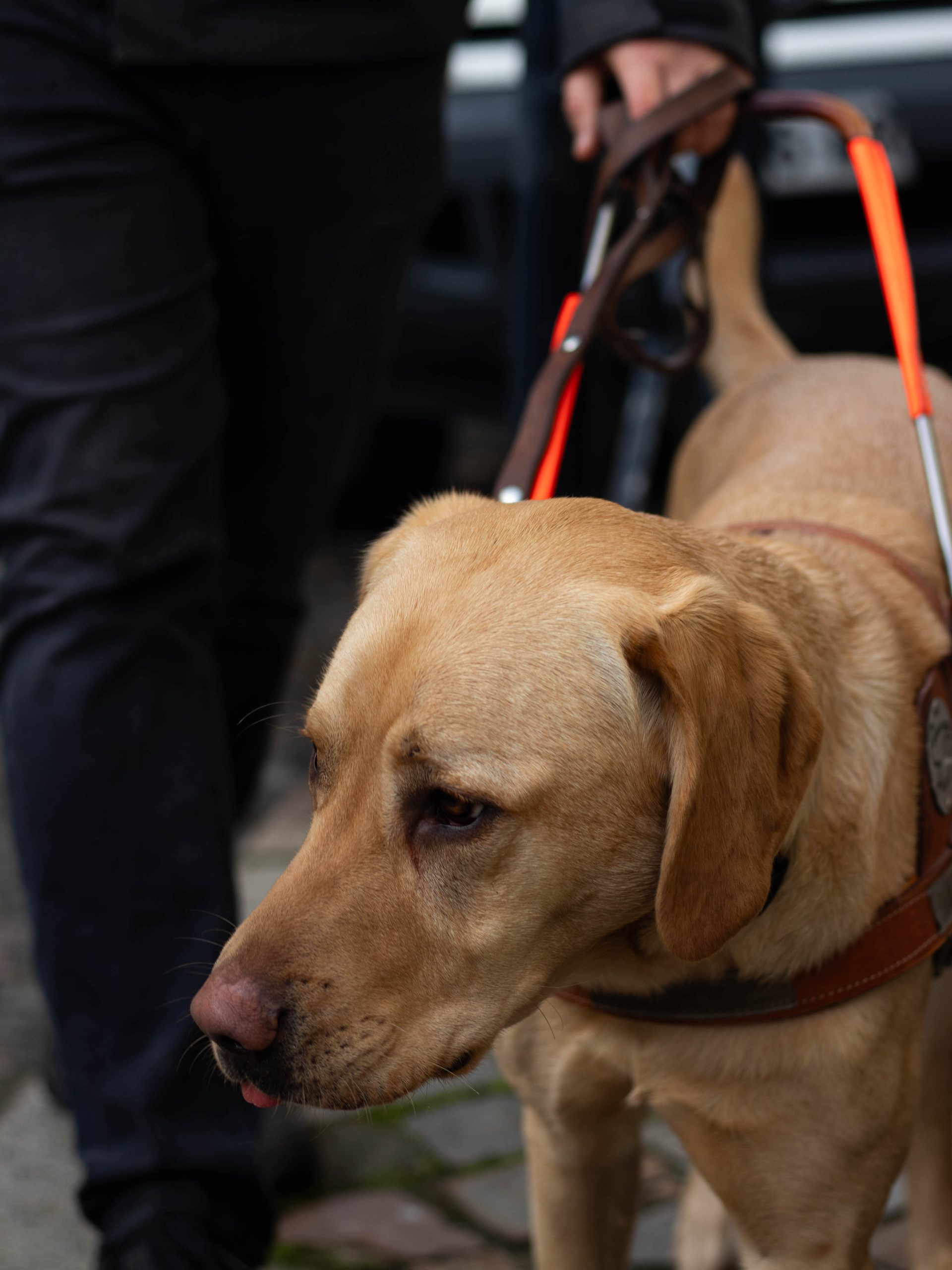 Chien guides client Maison Charlotte chien 7