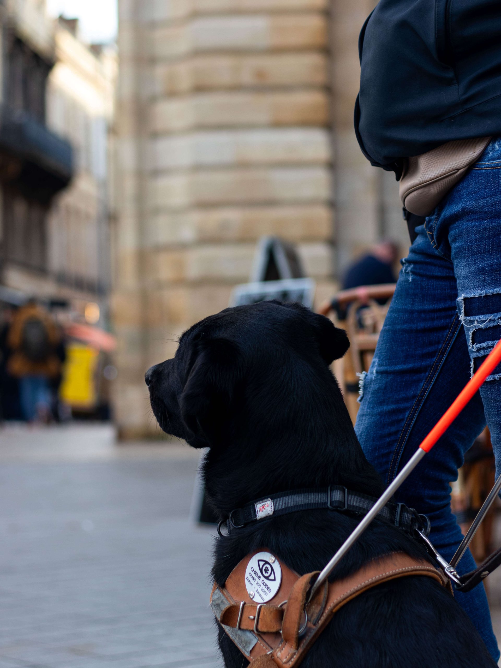 Chien guides client Maison Charlotte chien 1