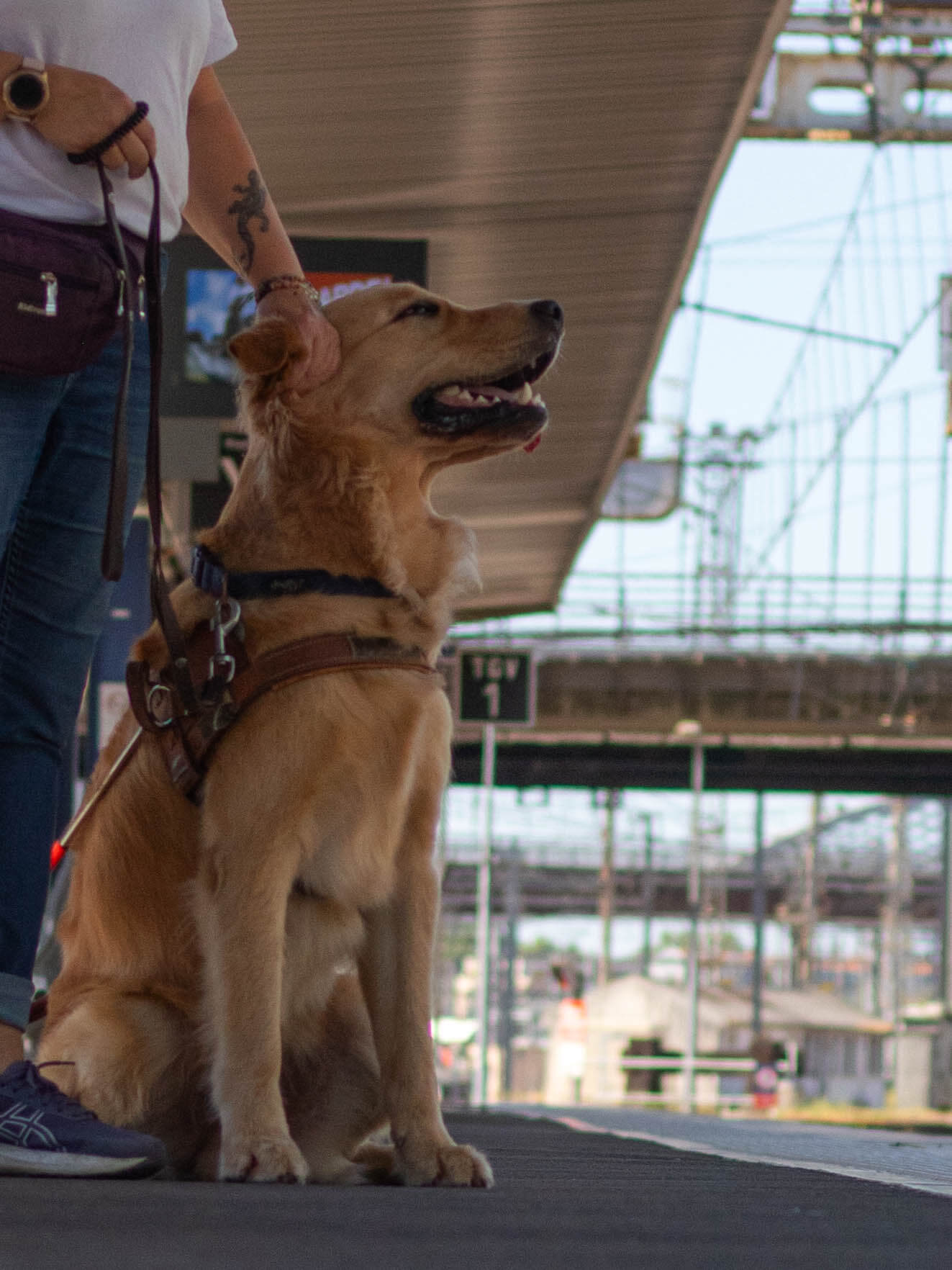 École de chiens guides - gare saint jean 3