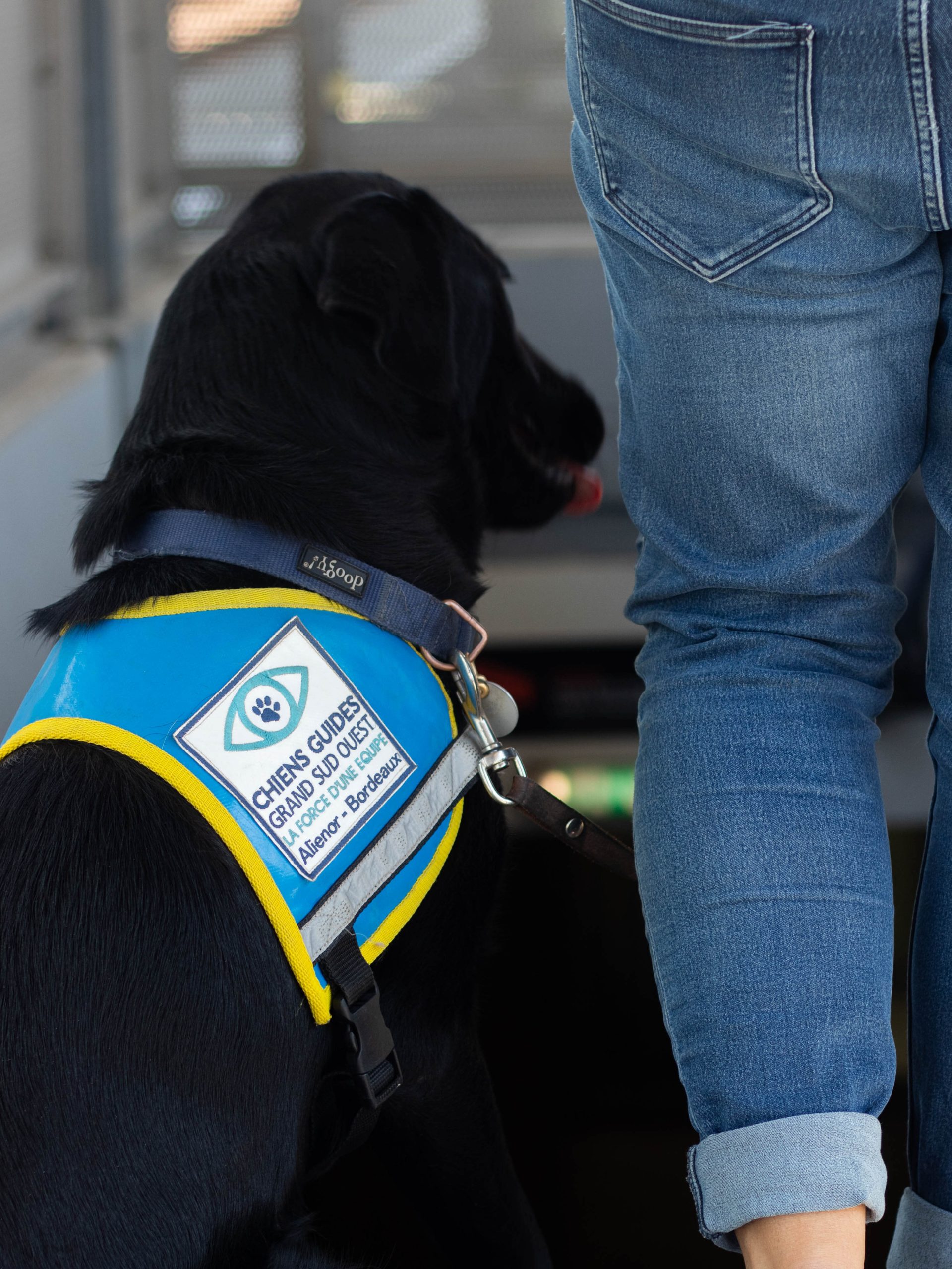 École de chiens guides - gare saint jean 2